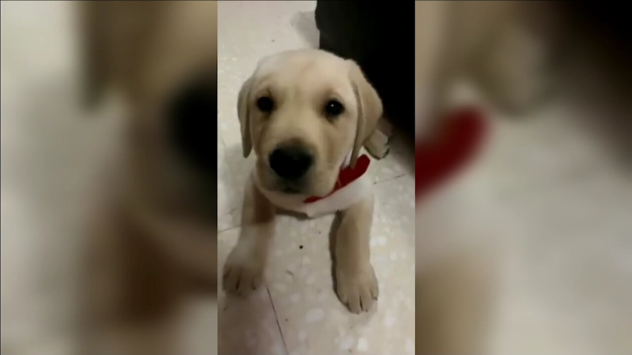 Love u my dog 🐕 watch till the end 💯✔