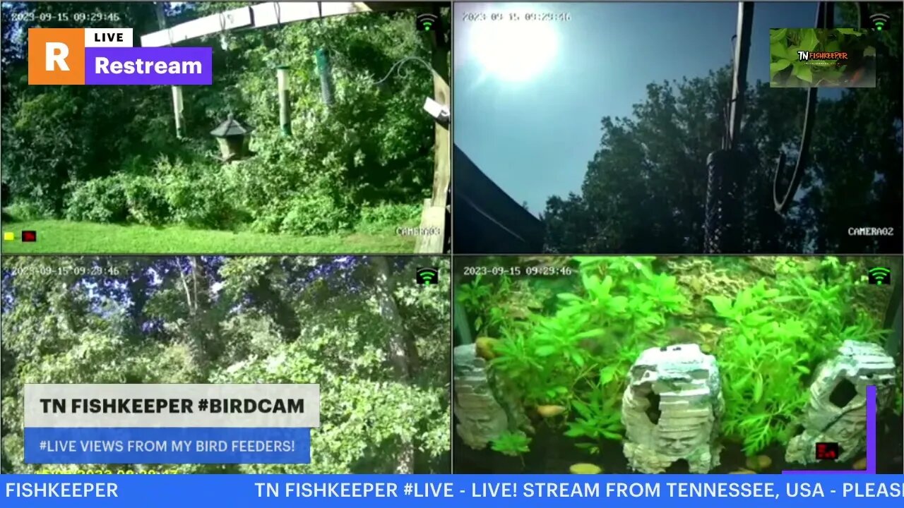 TN FISHKEEPER™ 🐠 #BIRDCAM #5