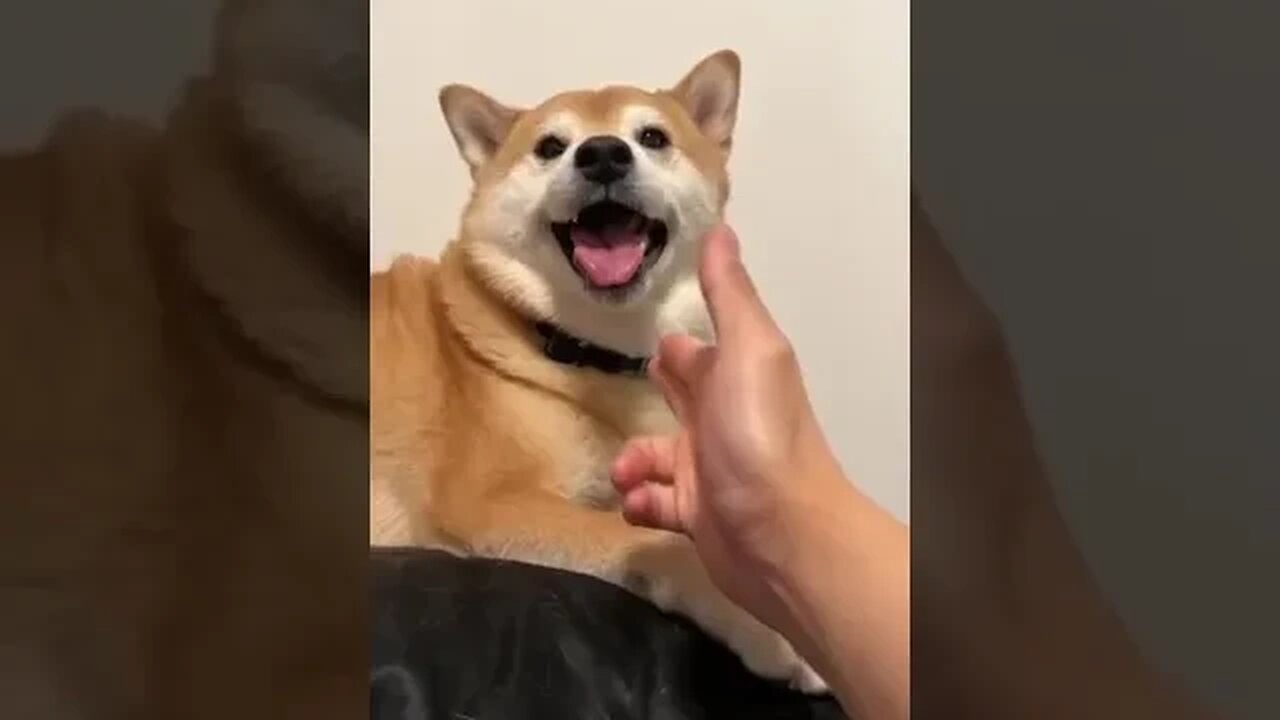 Shiba face the Consequences of his actions.