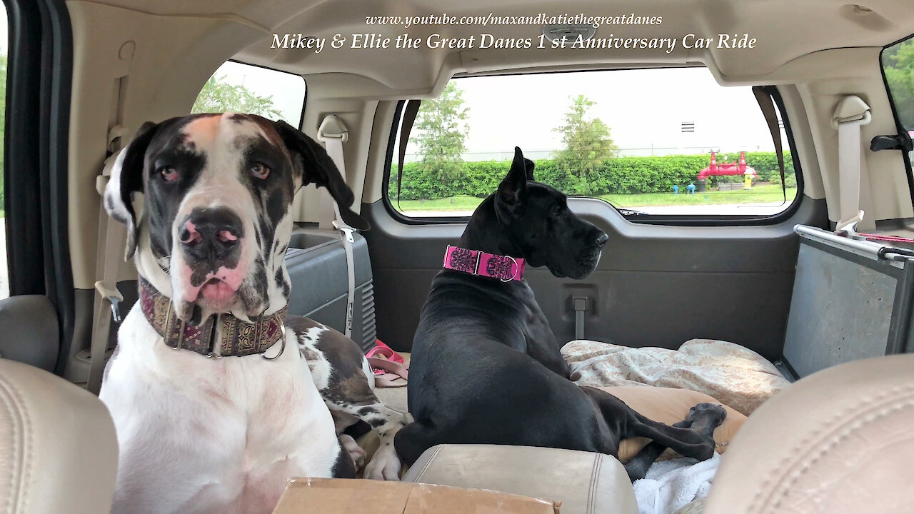 Great Danes Celebrate The Anniversary of their 1st Car Ride Together