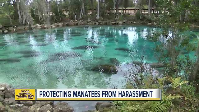 City of Crystal River floating around ideas to better protect manatees in Kings Bay