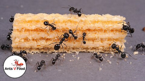 Time Lapse Ants Eating Vanilla Wafer