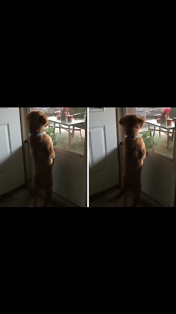 Dog looking out the door window seems to notice something