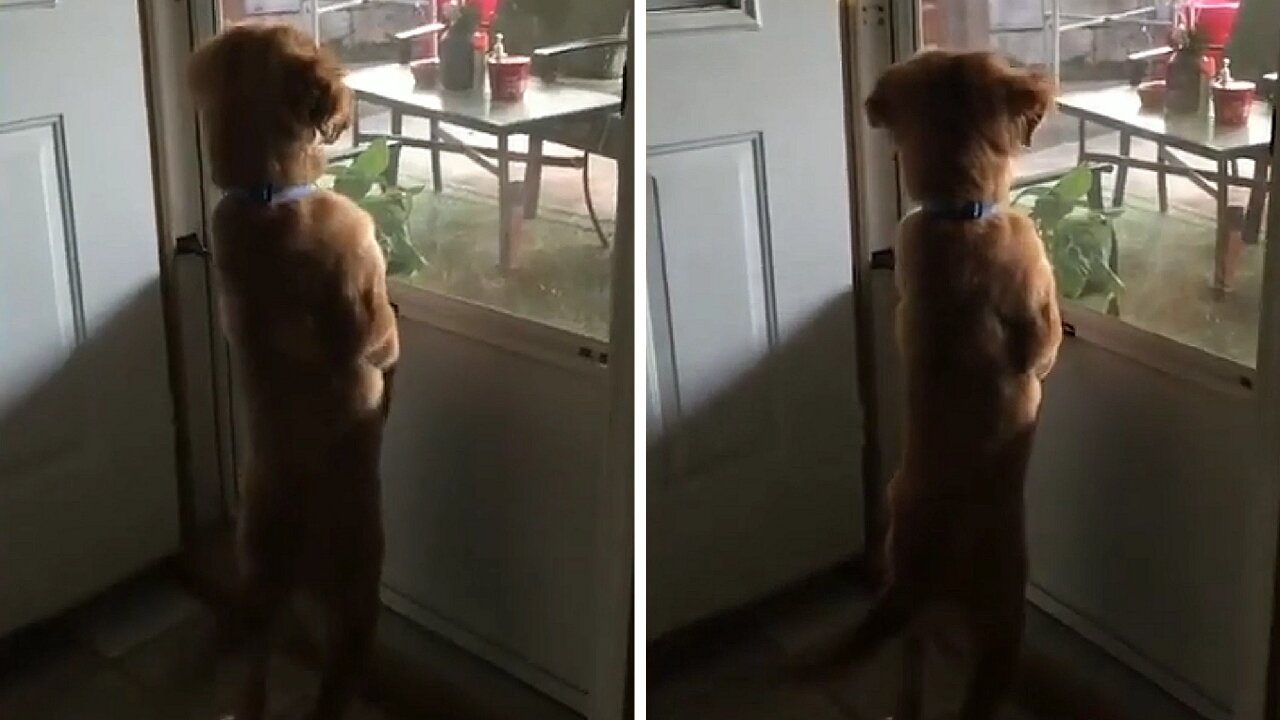 Dog looking out the door window seems to notice something