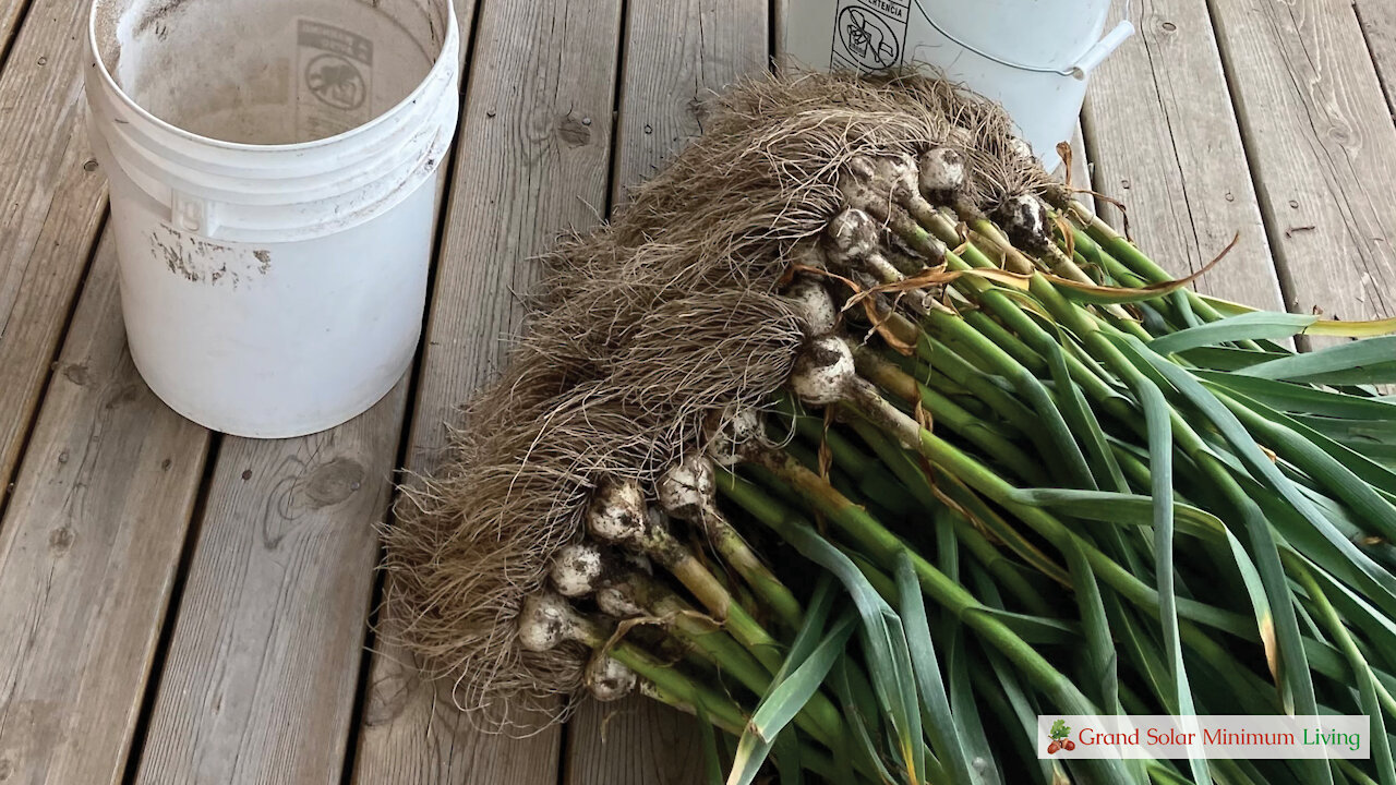 Harvesting Garlic - When is it ready and how to get it out of the ground