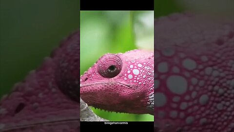 Predasyonun Doğadaki Rolü: Av ve Avcı Dinamikleri