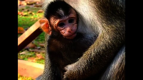 Adorable, Baby Dilion wants to eat corn like DeeDee Mom