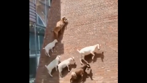 Just some goats casually defying physics