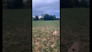 Fast little puppy