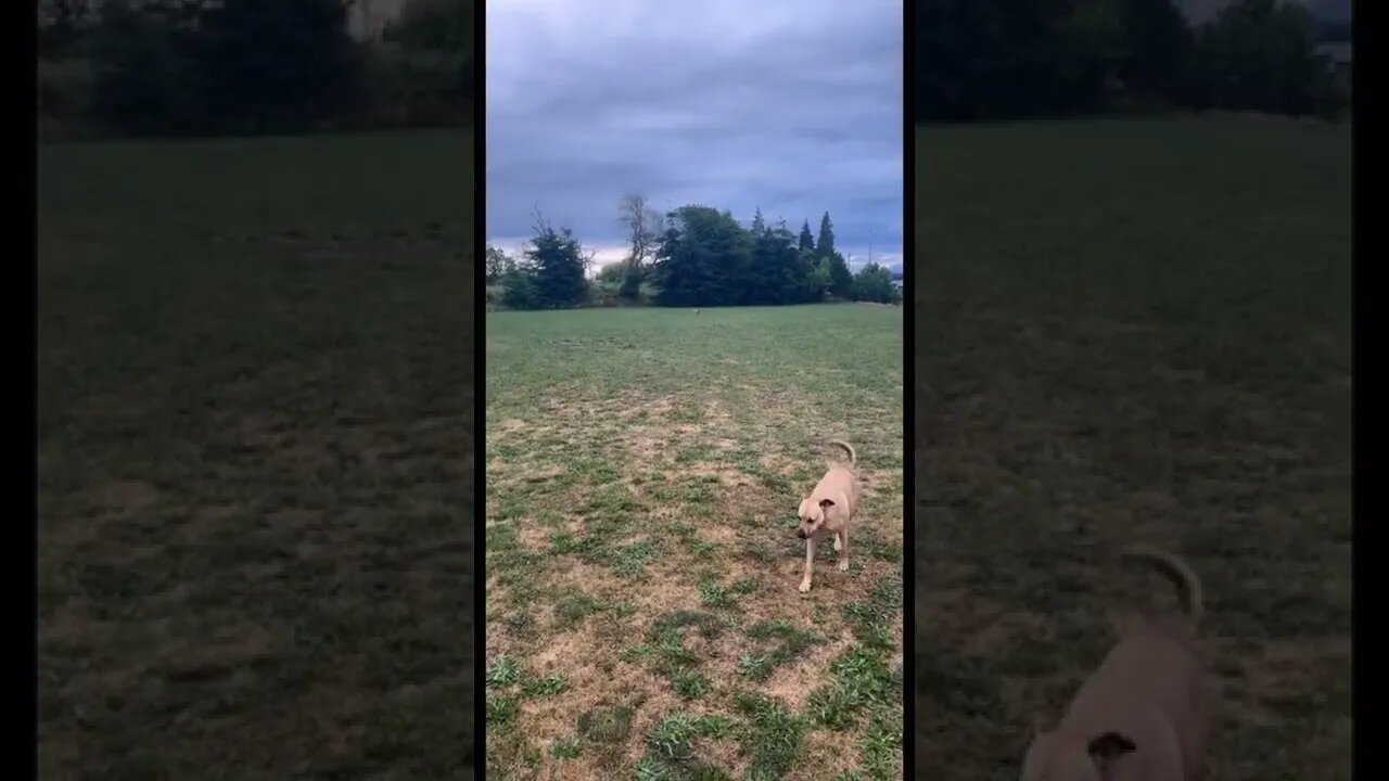 Fast little puppy