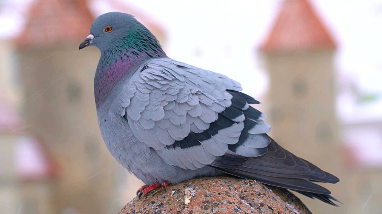 Pigeons Taking a Break on a Statue in a Light Snowfall