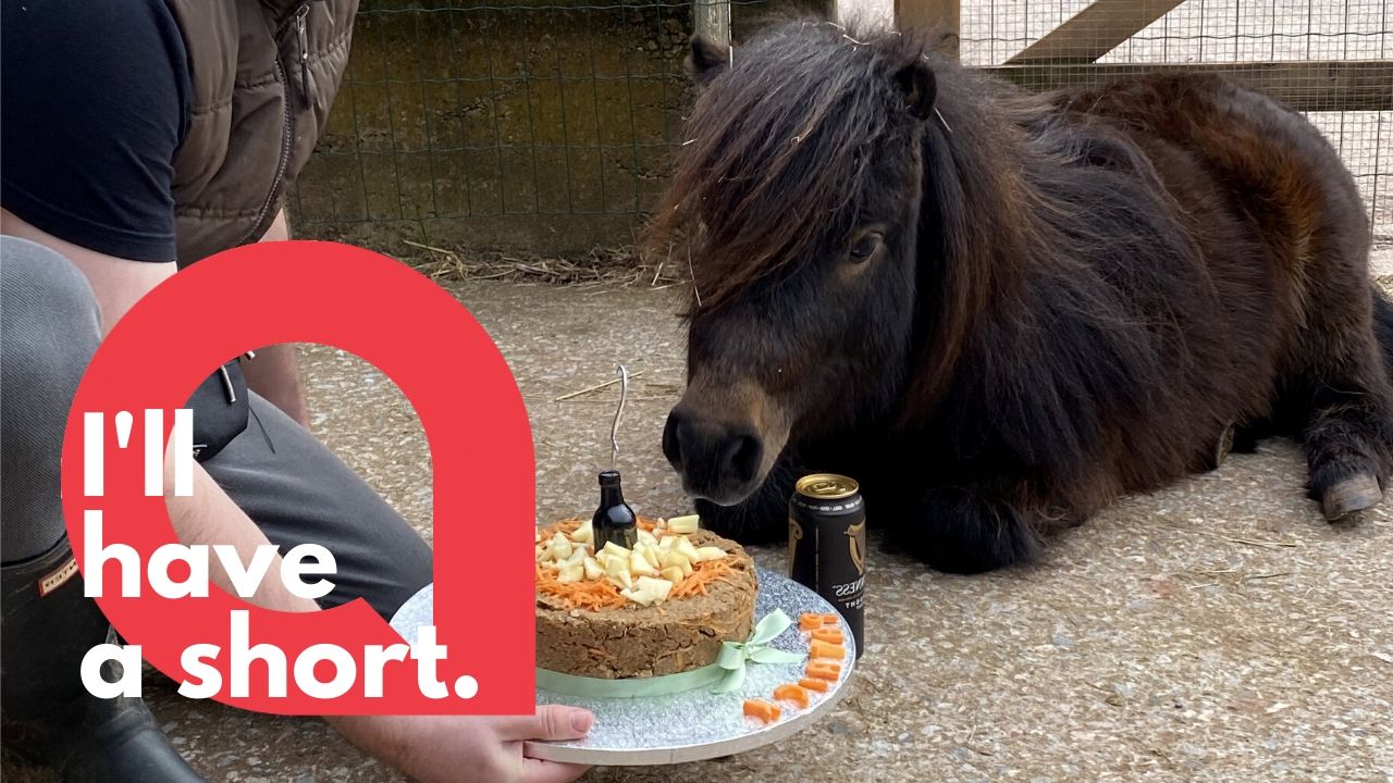 Guinness loving pony celebrates birthday