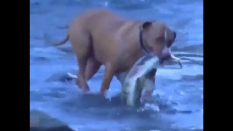 Smart Dog fishing