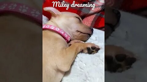 Miley Dreaming #puppy #youtubeshorts #relaxing