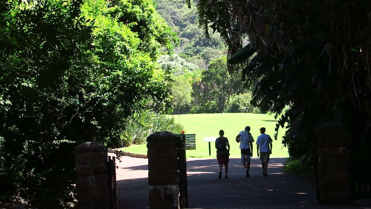 SOUTH AFRICA - Cape Town - Kirstenbosch National Botanical Garden (Video) (ywa)