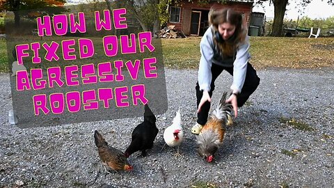 How We Fixed Our Aggressive Rooster