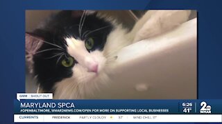 Cindy the cat is looking for a new home at the Maryland SPCA