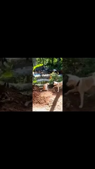 Most Amazing and trending video||relaxing your mind||trendig videos|| #shorts #trending #viral #live