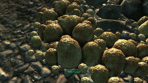 Fallout 3 Mods - Brain Fungus Of The Capital Wasteland by DynexTheSergal