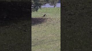 bird under shade #shorts