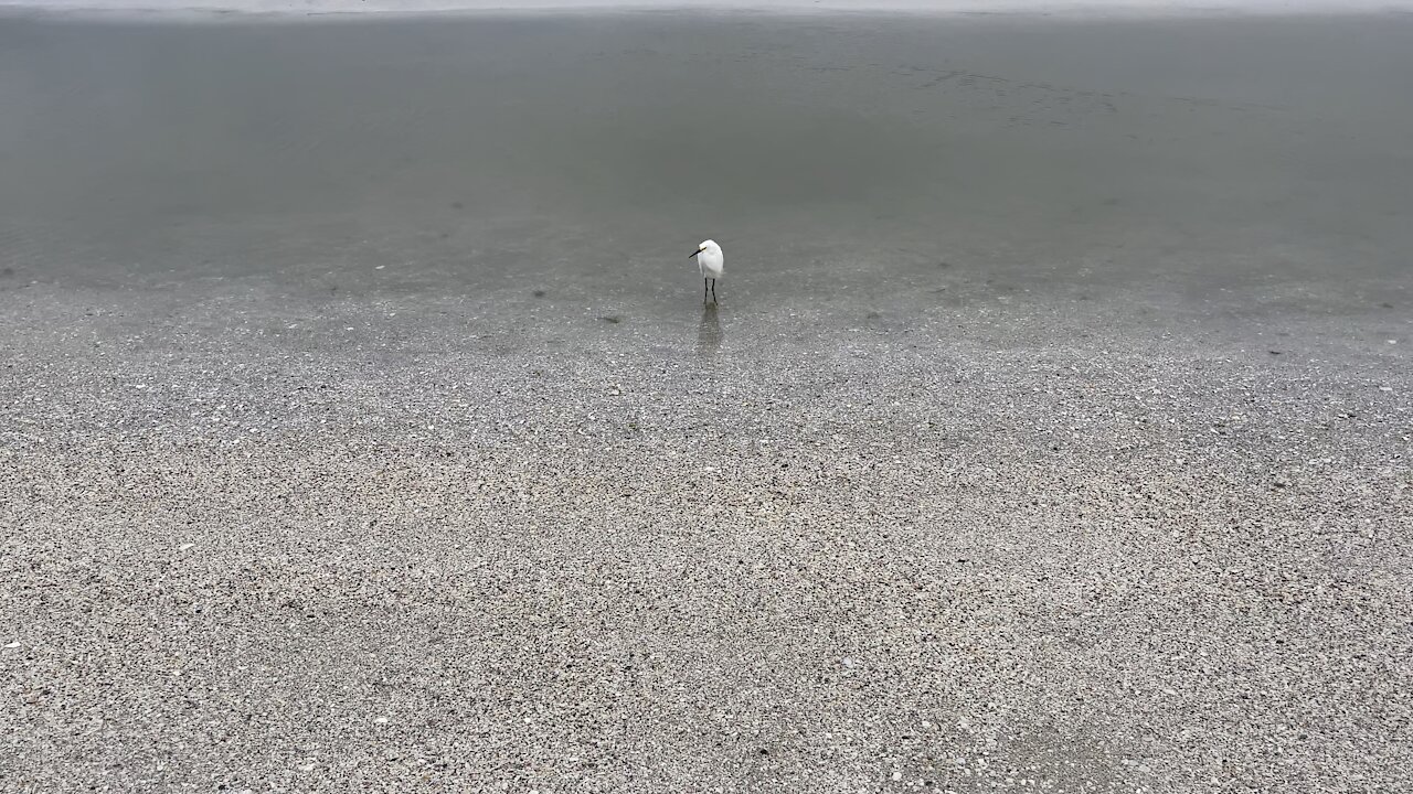 Snowy Egret in Paradise- 8/26/2021- 4K