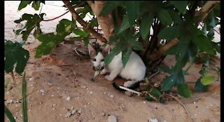 The first time this cat caught a bird, that's why you see it jumping for joy