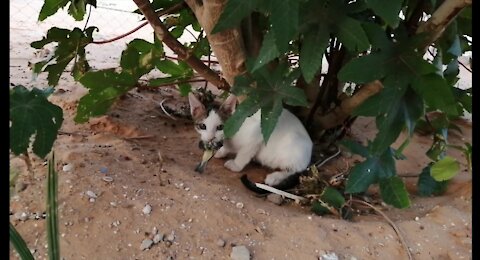 The first time this cat caught a bird, that's why you see it jumping for joy