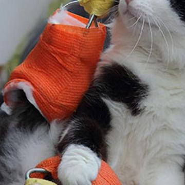 This Kitty Has Bionic Legs