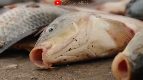 fish market tour | beautiful fish high quality video | gk cooking