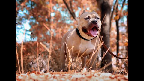 Pitbull and German Shepherd besties play an epic game #trending