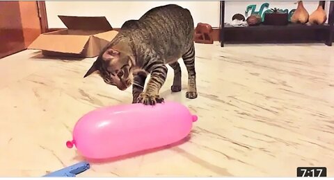 Cat dance video beautiful cat funny video 📸