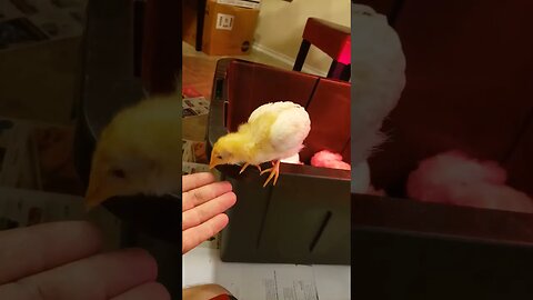 Chick invasion
