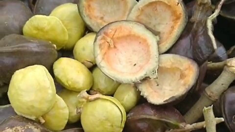 jengkol fruit