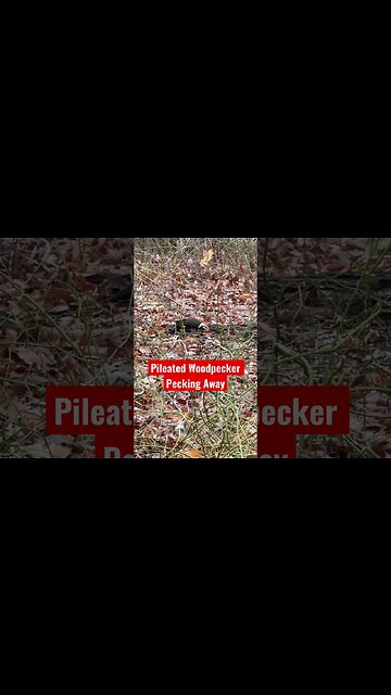 Pileated Woodpecker Pecking Away #Shorts