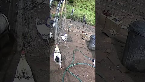 Farm cam. Birds keep appearing