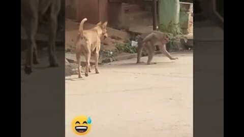 Indian animals funny video /keep smile