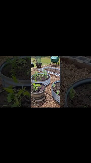 Seedlings are In