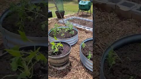 Seedlings are In