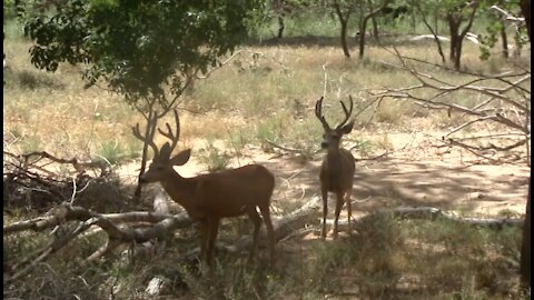 Curious Deer come closer for a look