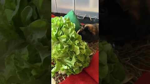 Guinea pigs are up to nothing- just to warm