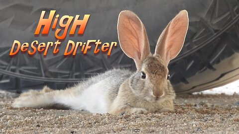 High Desert Drifter: Outlaw Rabbit On The Run Hiding Out