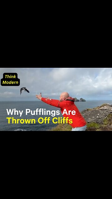 Why People Are Throwing Baby Puffins Off Cliffs in Iceland