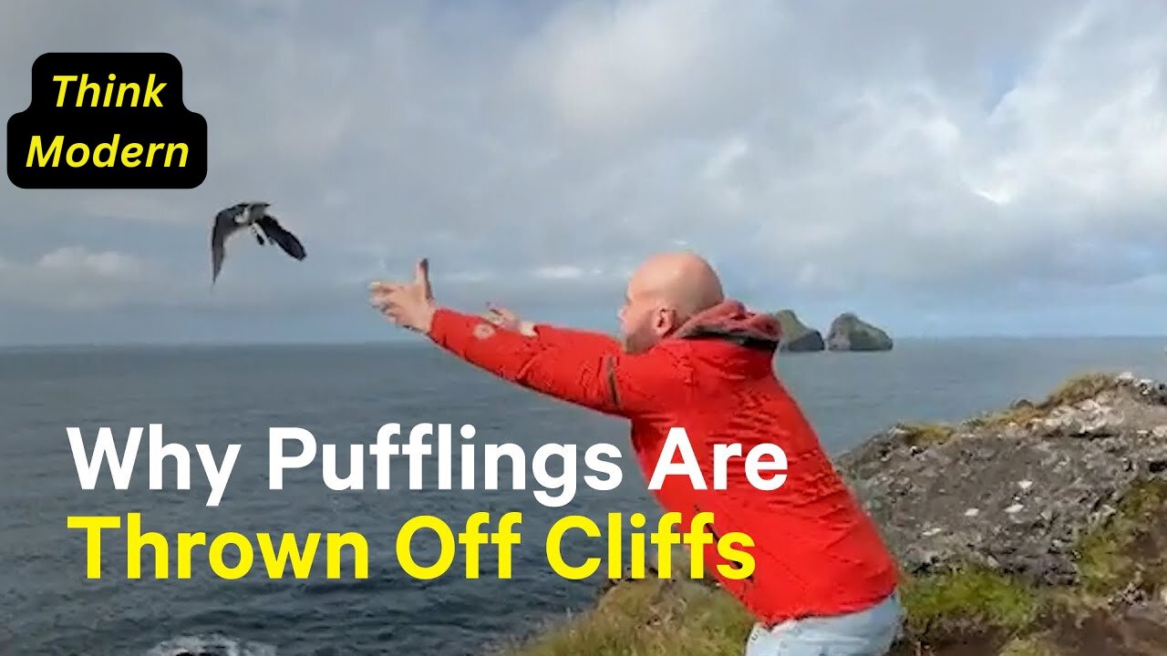 Why People Are Throwing Baby Puffins Off Cliffs in Iceland