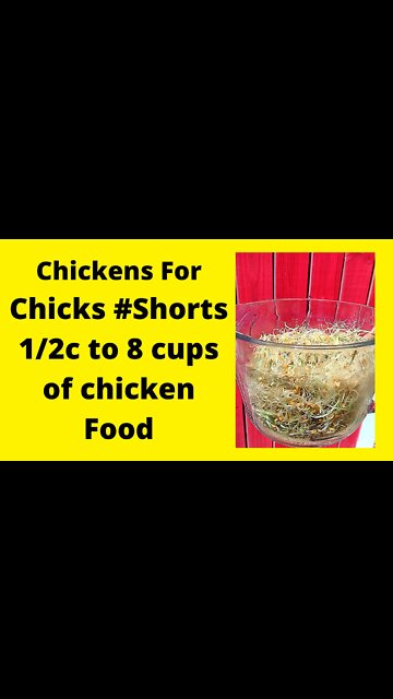 Sprouting Seeds In A Jar From Half Cup of Seeds #Shorts