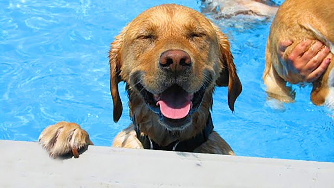 πLet's see how long you can HOLD your LAUGH from these FUNNY DOG Videos π