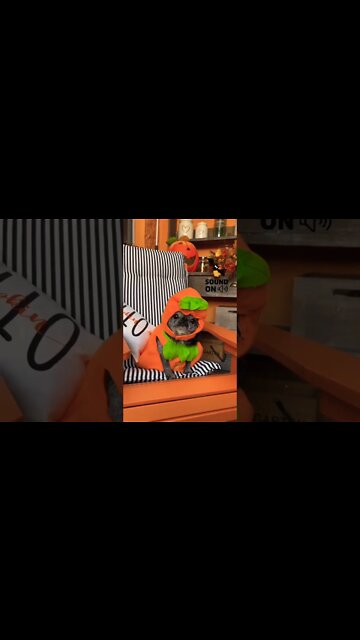 My love pug 🥰❤️❤️❤️❤️ #shorts