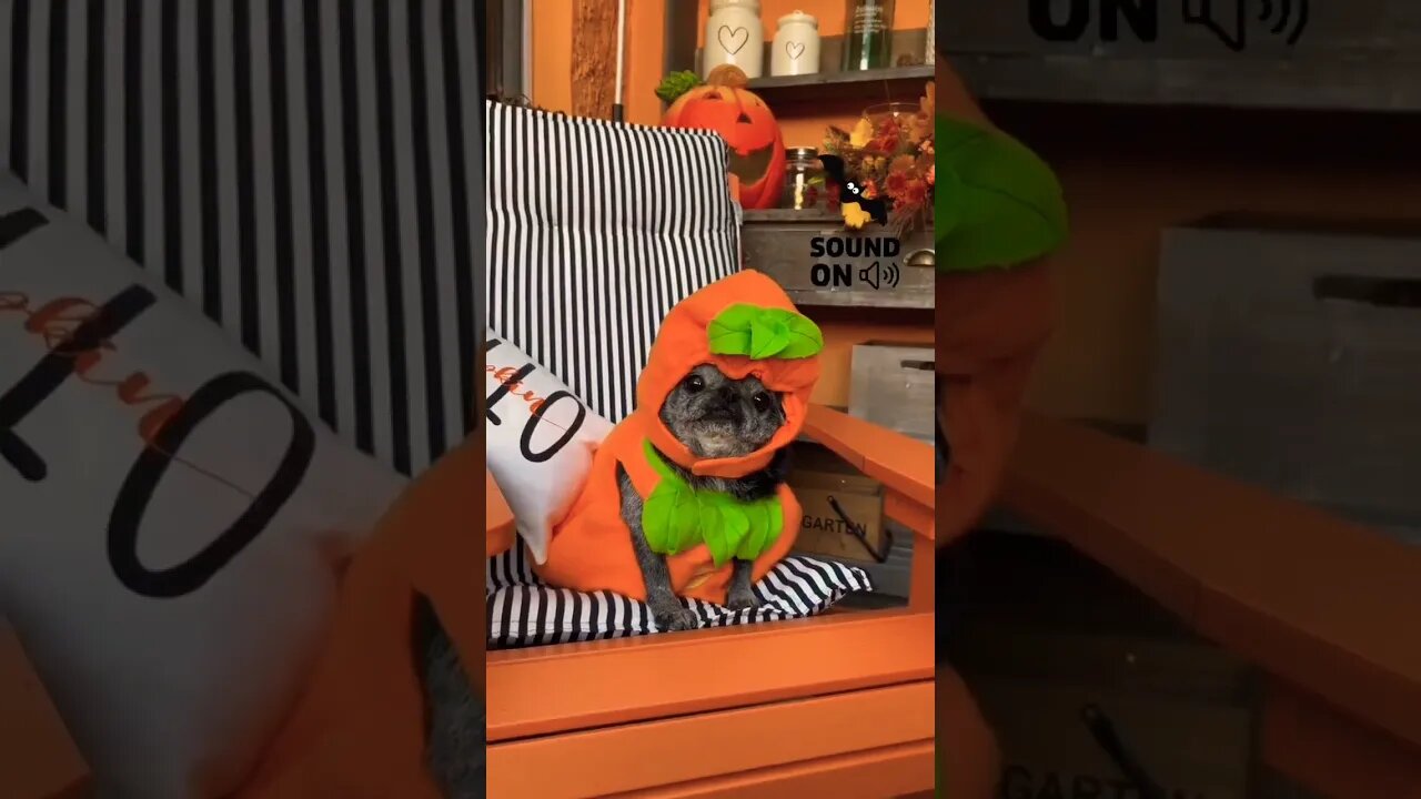 My love pug 🥰❤️❤️❤️❤️ #shorts