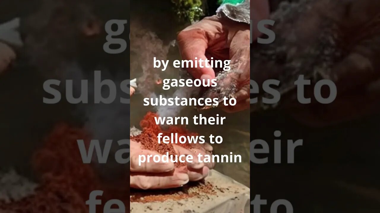 Acacia trees in Africa communicate with each other by emitting gaseous substances #shorts