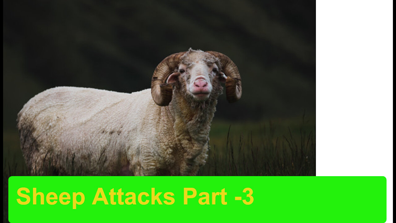 Sheeps Attack | animal attacks | funny | Prank