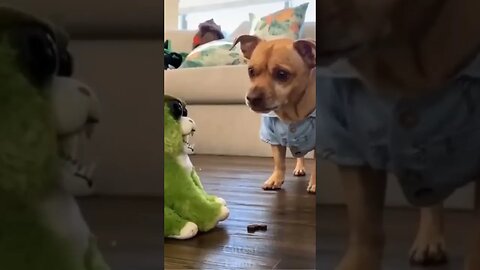 Funny Dog,Try not to laugh😁challenge #shorts